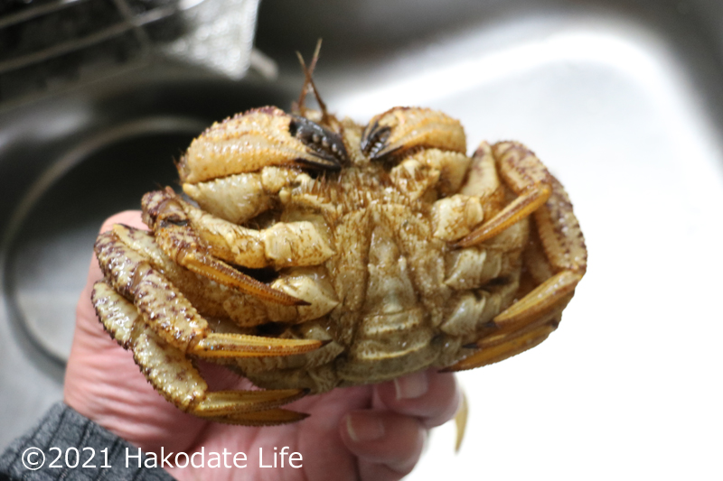 クリガニ 栗蟹 トゲクリガニ で味噌汁を作る 捌き方と作り方 Hakodate Life