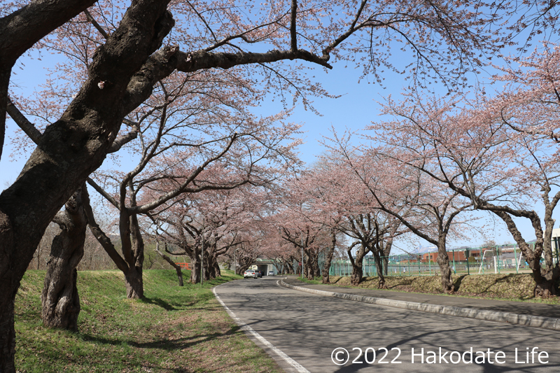 大野川沿い桜並木②