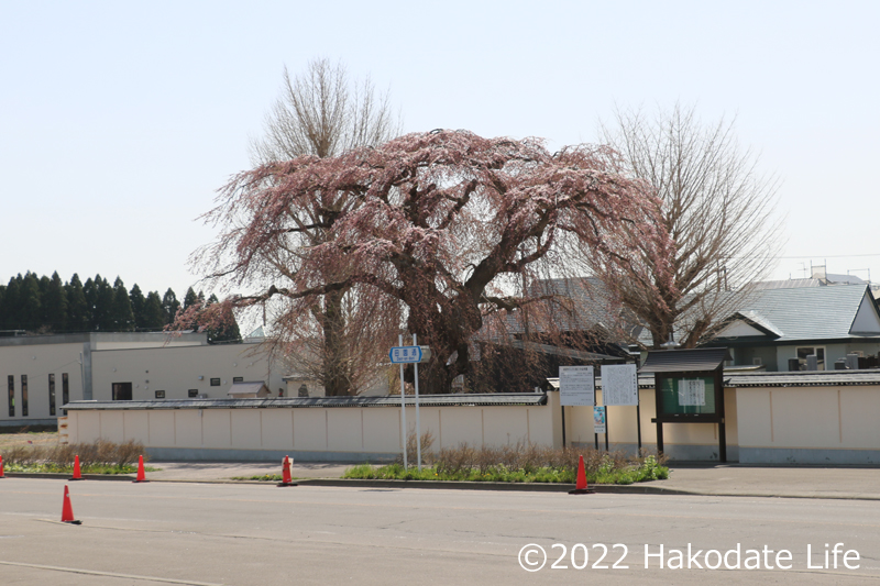 法亀寺のしだれ桜遠景