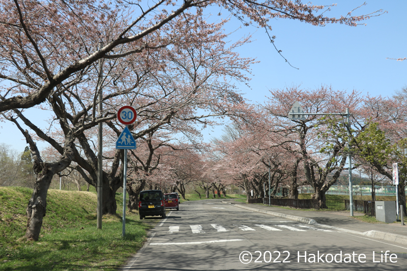 大野川沿い桜並木①