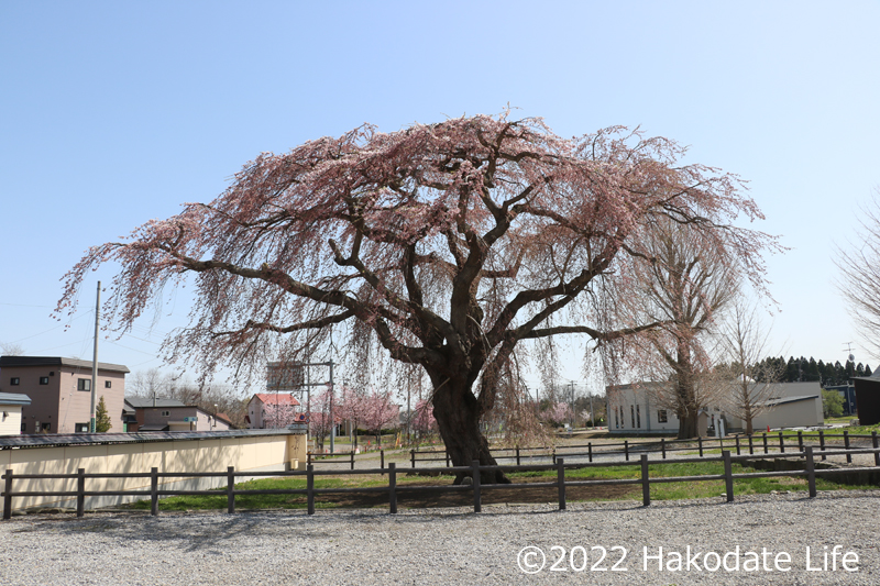 法亀寺のしだれ桜