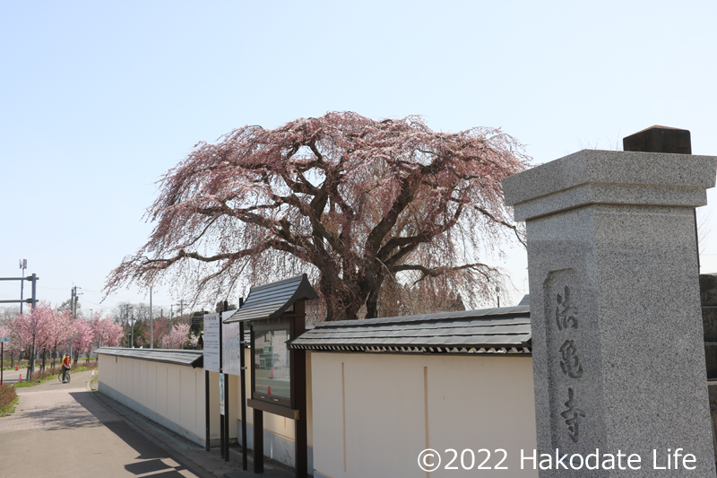 法亀寺の門としだれ桜