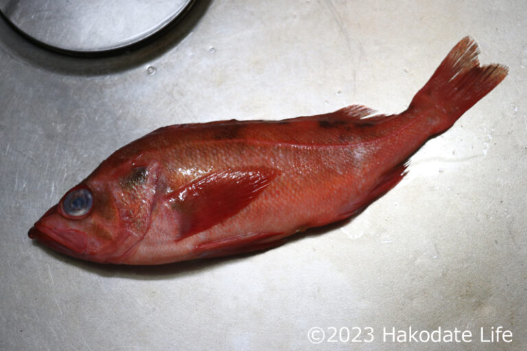 アカウオ(赤魚・アラスカメヌケ)の刺身を作る | Hakodate Life